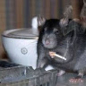 Meet your Posher, Aurelia